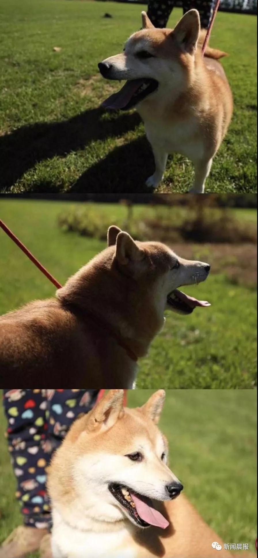 �̹��ȵ�-˾��ʷ�ϵ�һֻ�����Ĺ�