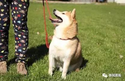 �̹��ȵ�-˾��ʷ�ϵ�һֻ�����Ĺ�